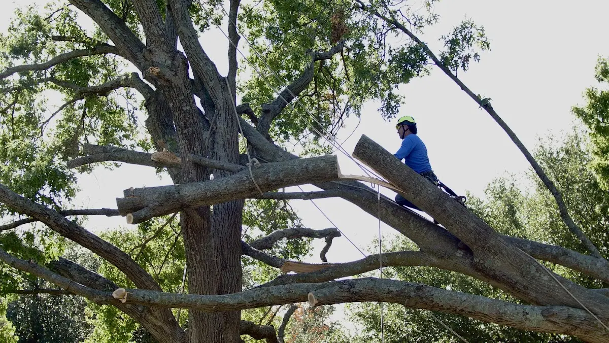 Professional Hazardous Tree Removal performed by certified arborists in Sabael
