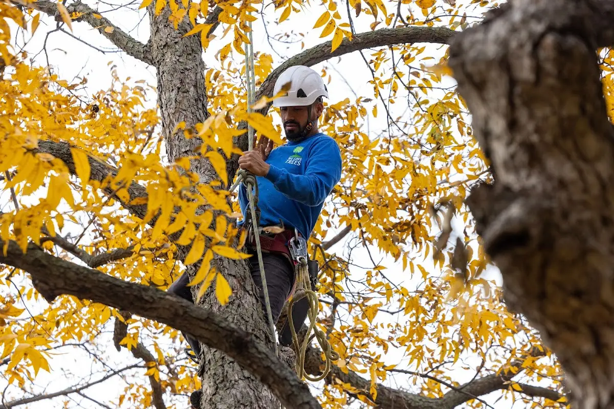 Skilled Storm Damage Cleanup crew working in Sabael